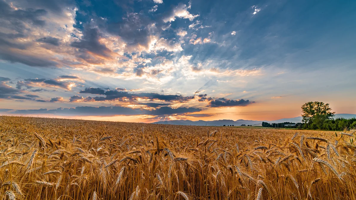Champ de blé sous un soleil éclatant