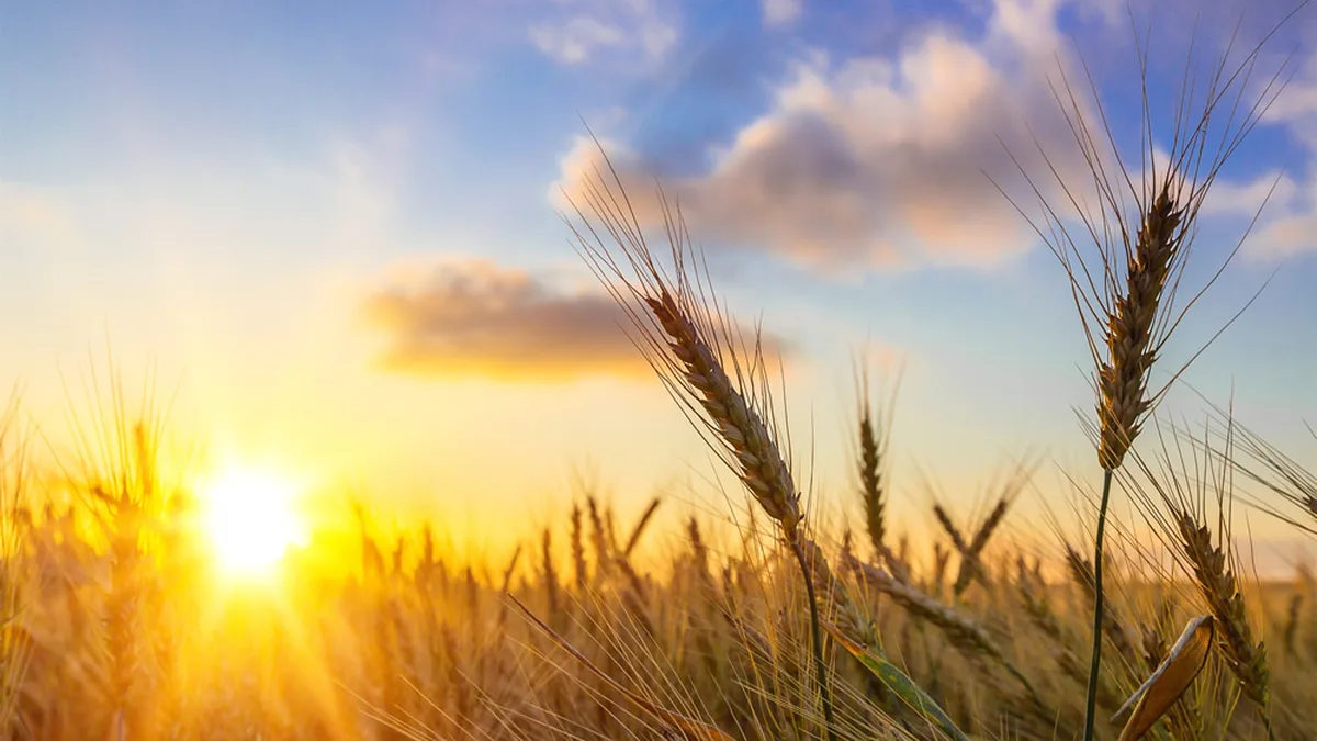 Soleil éclatant sur un champ, ambiance estivale en octobre