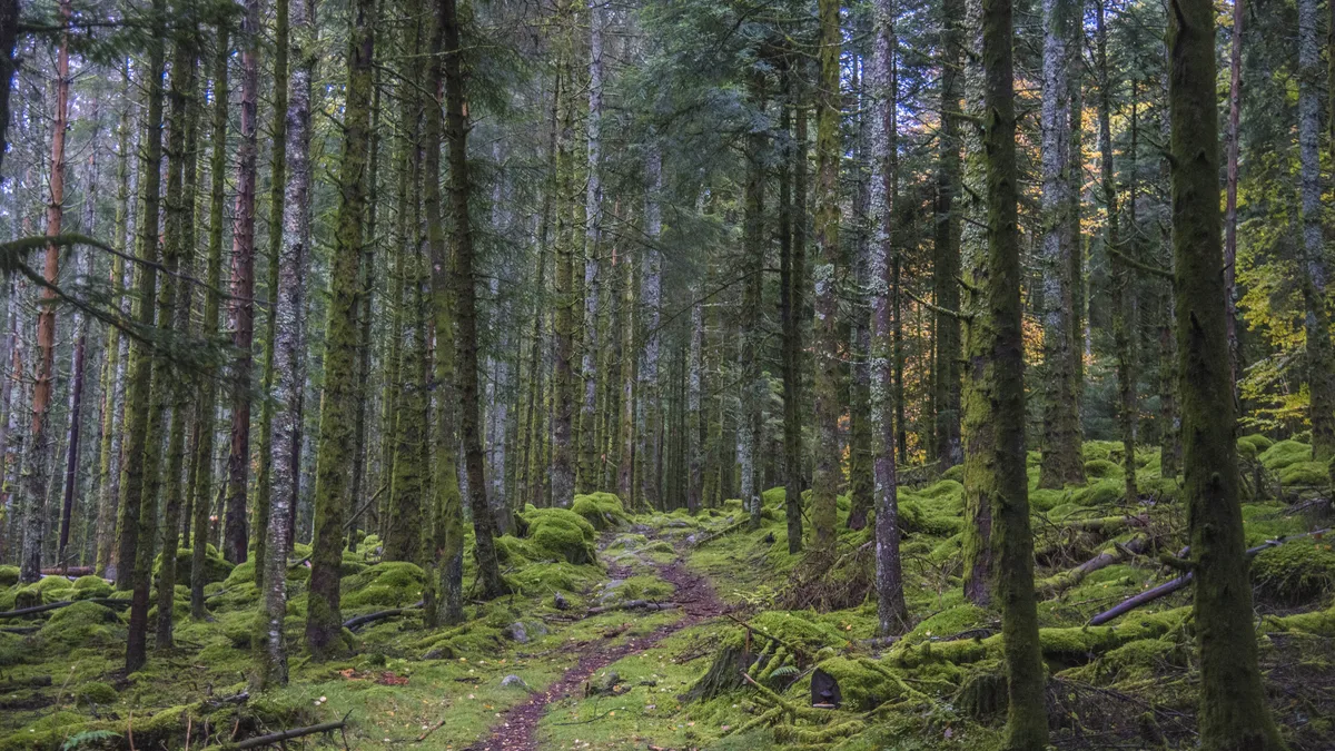Un sentier forestier dans les Vosges, sous-bois moussus en automne