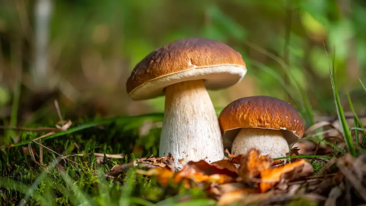 Champignons : la saison 2026 s'annonce « très fructueuse », 5 règles avant de partir en forêt