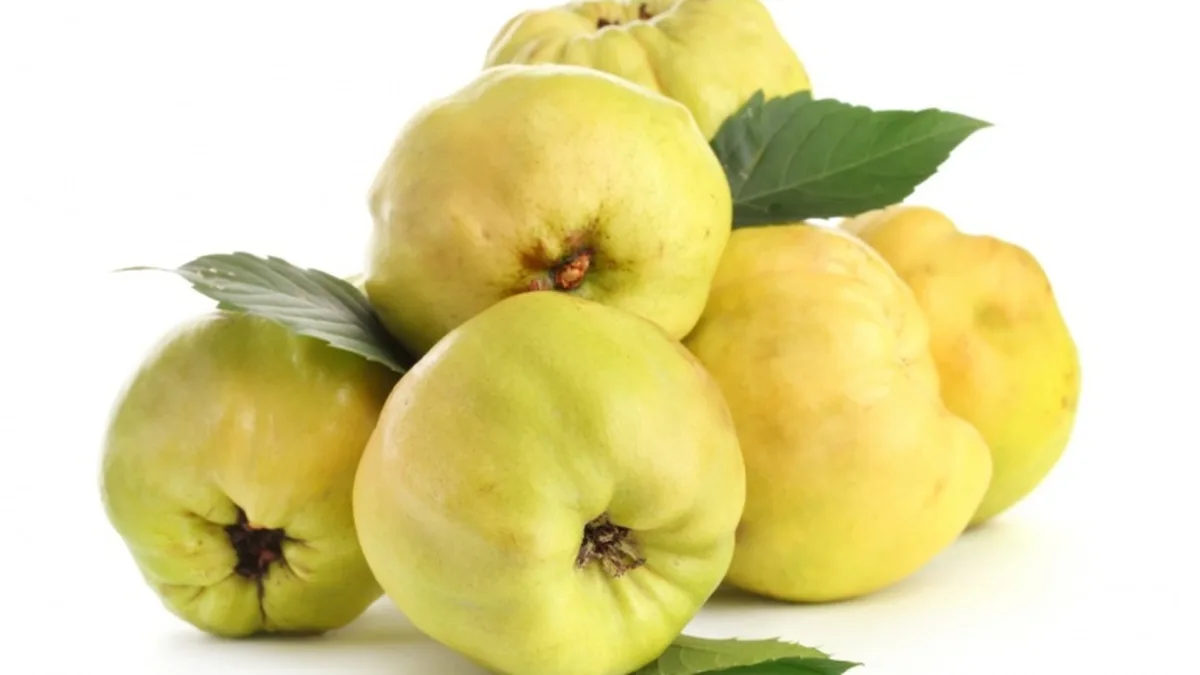 Coings mûrs prêts à être transformés en confiture