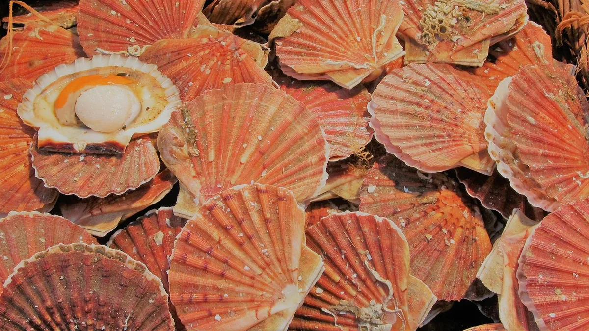 Coquilles Saint-Jacques : la saison a repris le 1er octobre, 5 réflexes pour bien les choisir