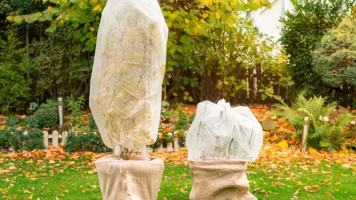 Des plantes protégées par un voile d&rsquo;hivernage dans un jardin d&rsquo;automne