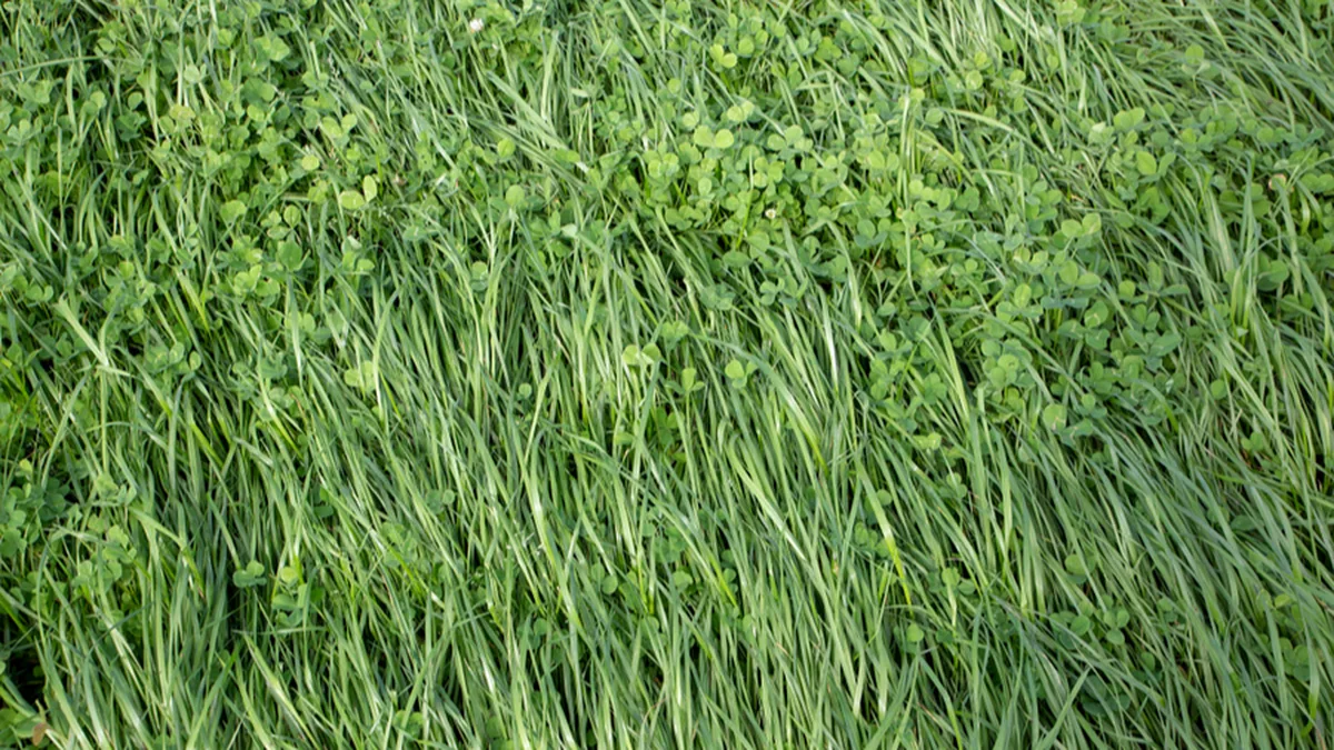 Engrais verts à semer en octobre : les 5 dernières graines avant les gelées