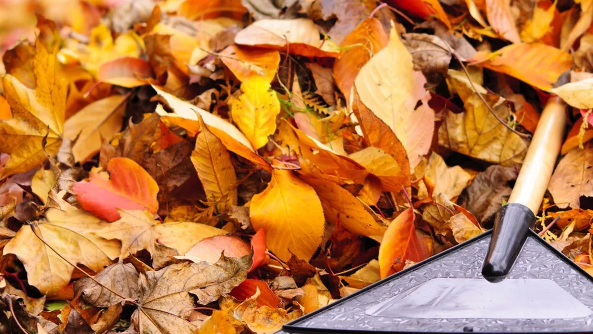 Un râteau posé sur un tapis de feuilles mortes d&rsquo;automne