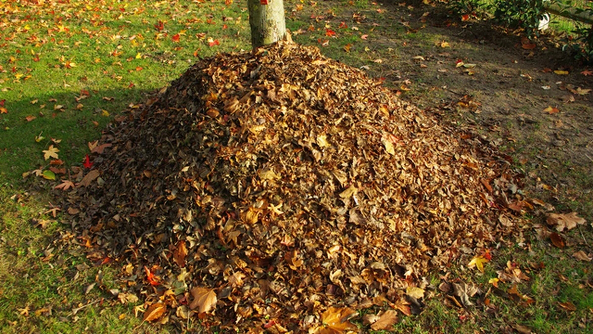 Un tas de feuilles mortes au pied d&rsquo;un arbre dans un jardin
