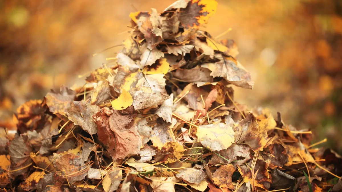 Feuilles mortes : les brûler dans votre jardin vous coûte 450 € — les 3 usages qui valent de l'or