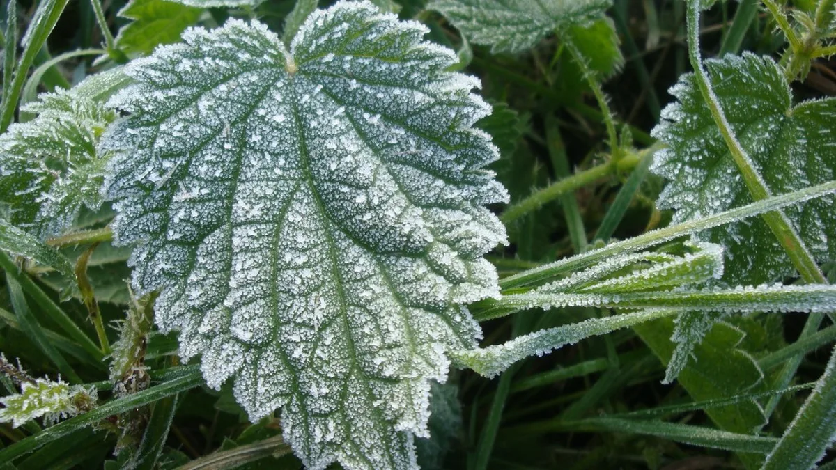 Des feuilles couvertes de gelée blanche au petit matin