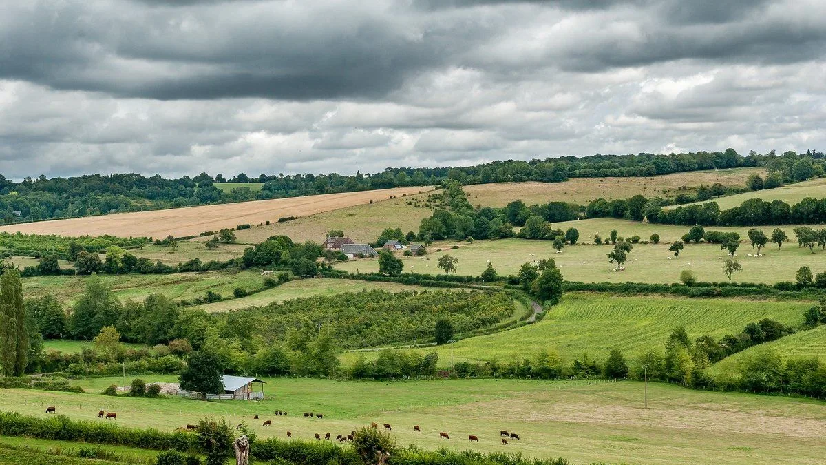 Un paysage de bocage avec des haies et des prairies