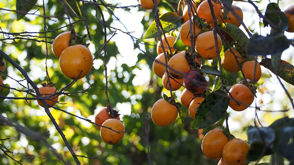 Des kakis orange encore accrochés aux branches du plaqueminier