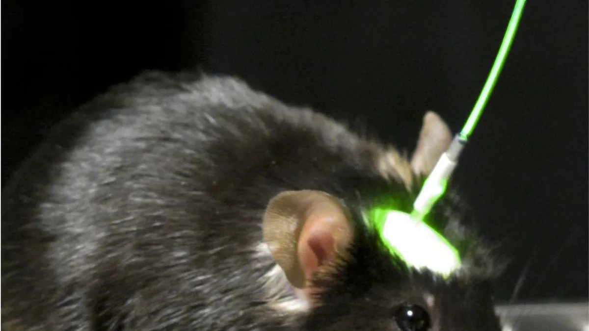 Une souris de laboratoire équipée d&rsquo;une fibre optique : la lumière verte active directement des neurones modifiés génétiquement