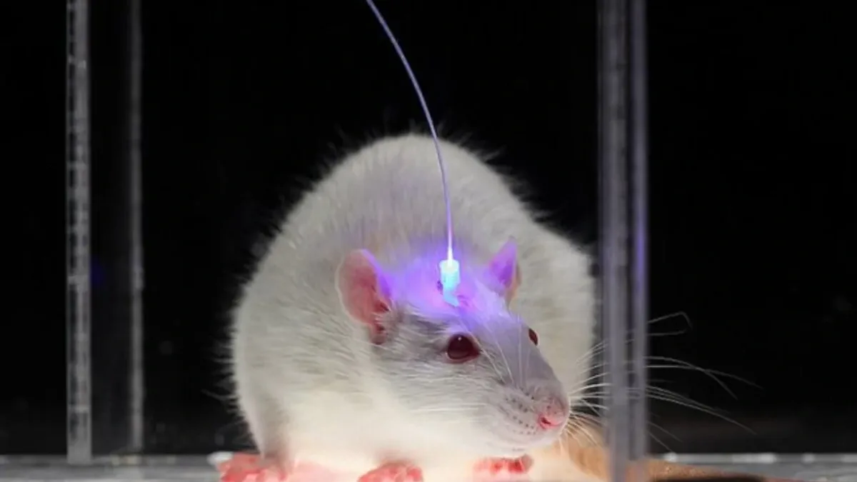 Optogénétique : la technique qui pilote les neurones avec de la lumière décroche le Nobel de médecine 2026