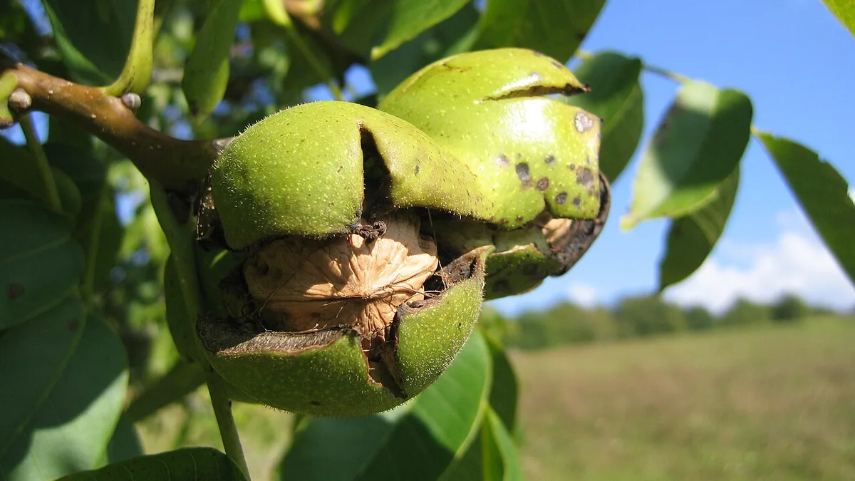 Récolte des noix en automne, le brou vert encore accroché aux branches