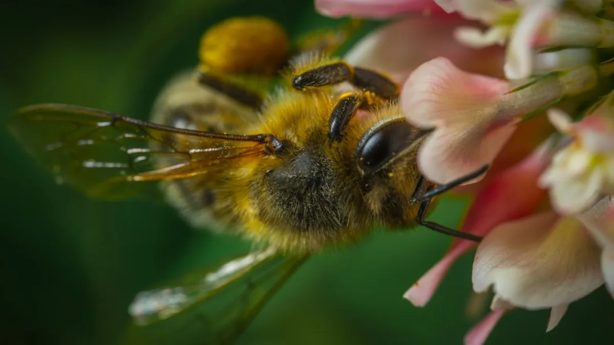 Une abeille butinant une fleur