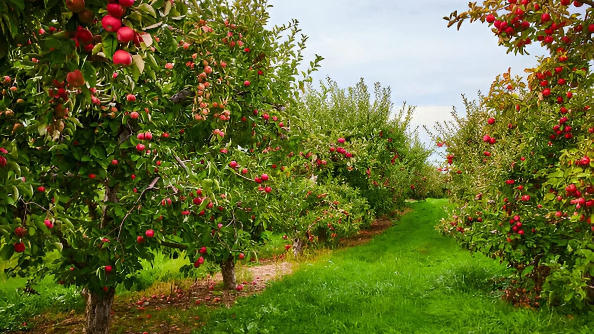 Rangées de pommiers chargés de fruits rouges dans un verger