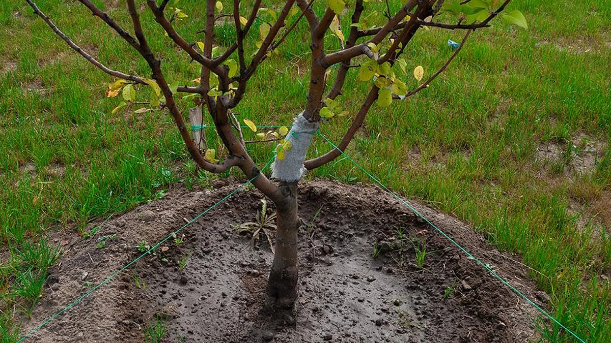 Jeune arbre fruitier fraîchement planté, tronc protégé et tuteuré