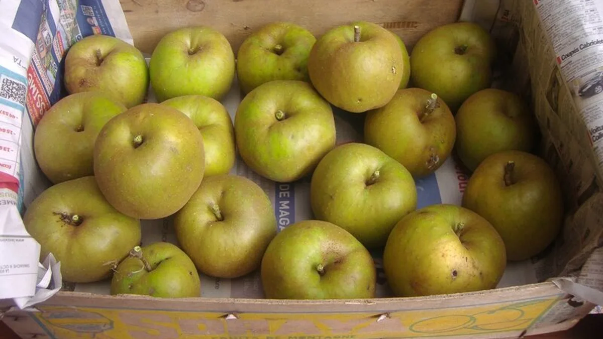 Des pommes emballées dans du papier journal, rangées sans se toucher dans une cagette