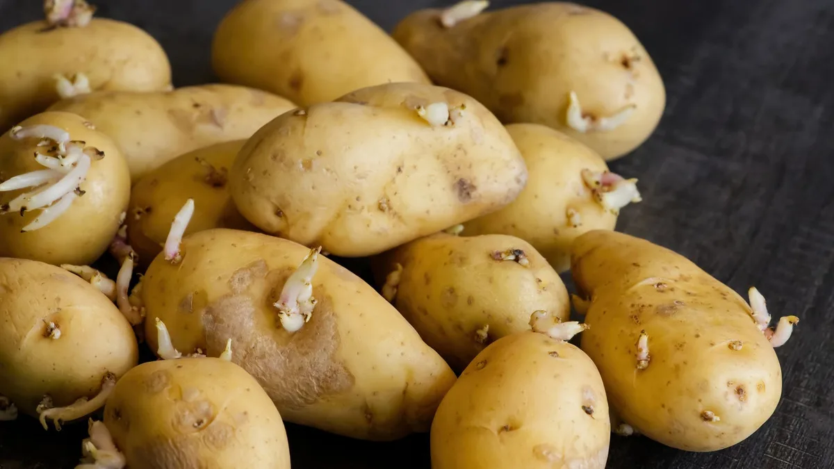 Une pomme de terre germée