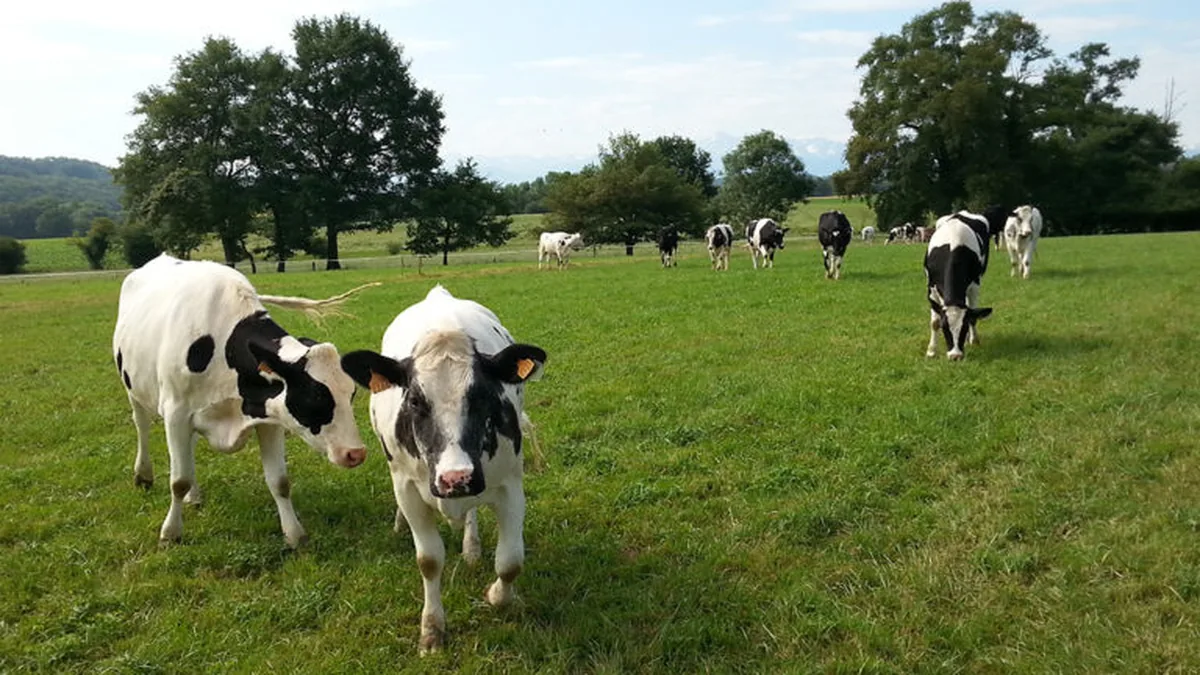 Des vaches dans une pâture : les éleveurs sont les premiers visés par le dispositif