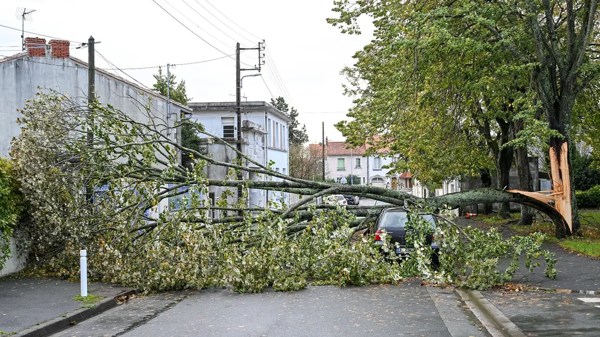 Un arbre arraché par le vent : à cette saison, les arbres encore feuillus offrent une forte prise au vent